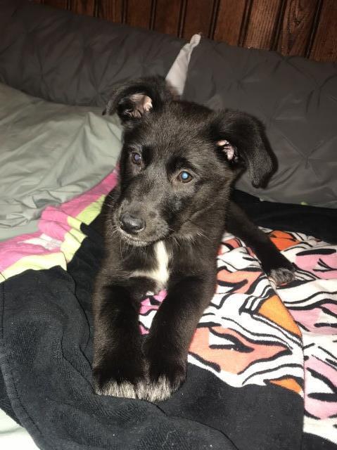 German shepherd black lap mix for sale!!