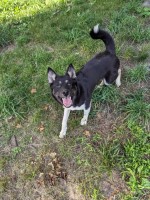 Yoda 1 yr old female Siberian Husky for sale/adoption