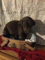 F1 Double Doodle Labradoodle for sale/adoption