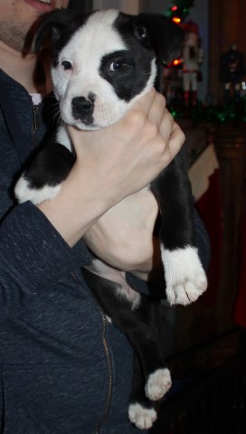 Free Adorable Aussie/Pit Bull Mix Pups in Tennessee (three)