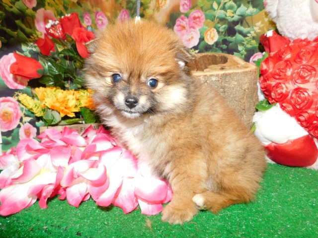 Chicago Pomeranian Babies.  Super Sweet!!!  Financing.