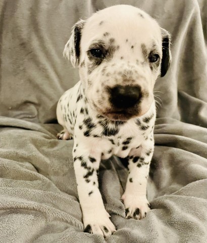 Dalmatian puppies ACA Registered