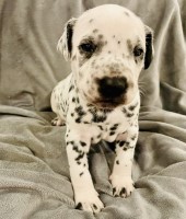 Dalmatian puppies ACA Registered Dalmatian for sale/adoption