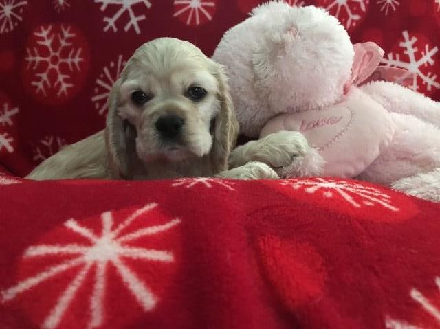 Bronze Grand champion sired cocker spaniel puppy