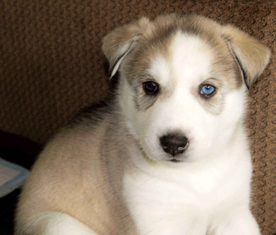 Siberian Husky puppy for sale + 56641
