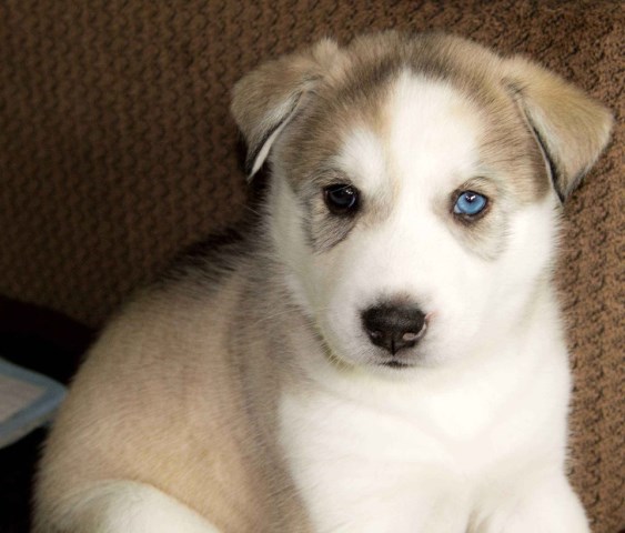 Siberian Husky Puppy Dog For Sale In Claremore Oklahoma