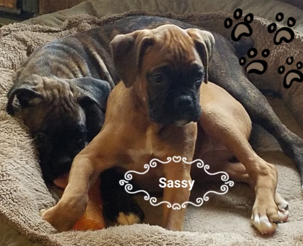 50% Euro Boxer female, Wisc