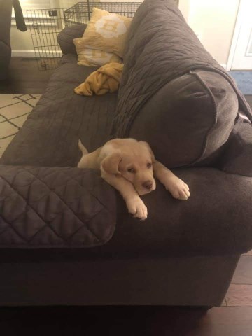 Labrador Retriever puppy for sale + 56771