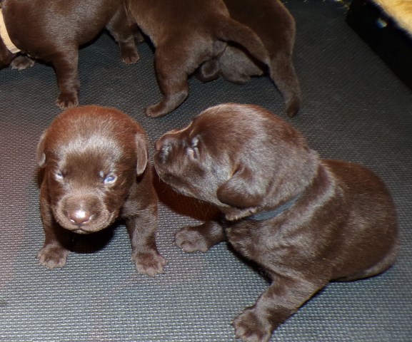 Labrador Retriever puppy for sale + 67210