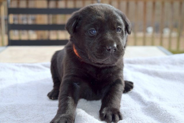 AKC Black Labrador Retriever Puppies with Champion Bloodlines