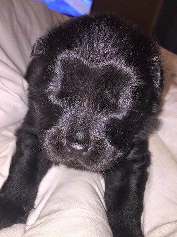Chow Chow puppy for sale + 47618