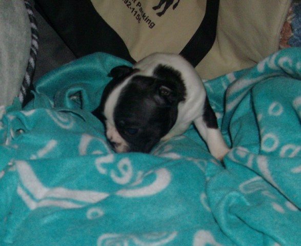 Boston Terrier puppy for sale + 51822