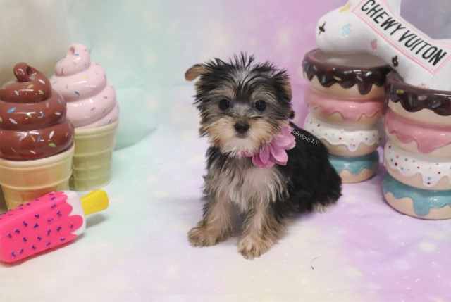 Morkie puppy for sale + 60432