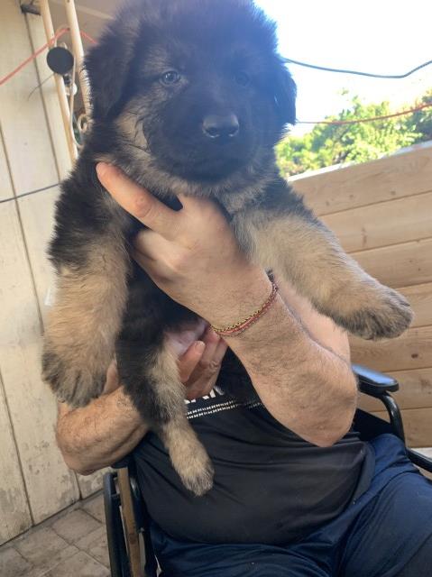 German Shepherd puppies