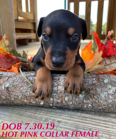 Doberman Pinscher puppy for sale + 58515