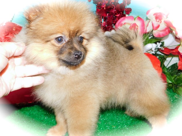 Pomeranian puppy dog for sale in CHICAGO, Illinois