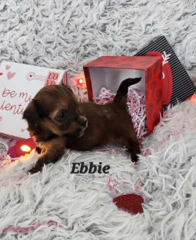 AKC Havanese puppies