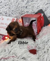 AKC Havanese puppies Havanese for sale/adoption