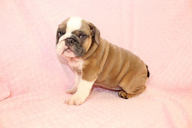 English Bulldog puppy for sale + 60688