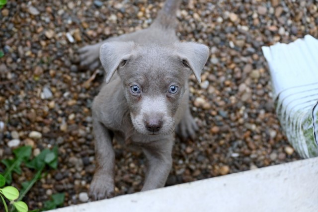 AKC Silver Labrador Retriever Puppies for Sale!