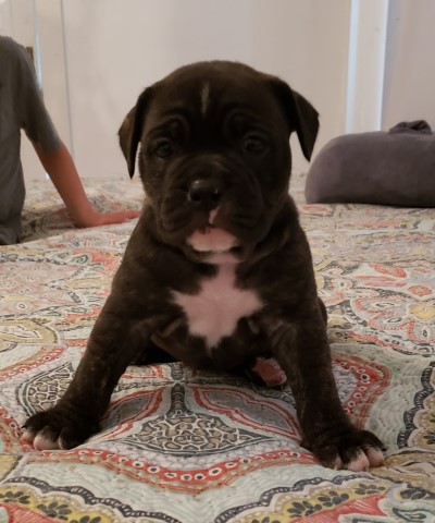 IOEBA Registered Olde English Bulldogge Puppies