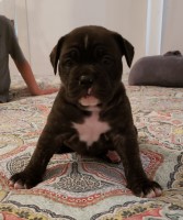 IOEBA Registered Olde English Bulldogge Puppies English Bulldog for sale/adoption
