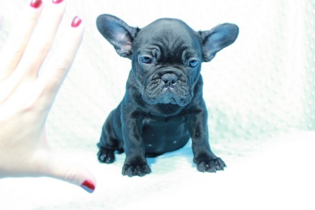 French Bulldog puppy dog for sale in Las Vegas, Nevada