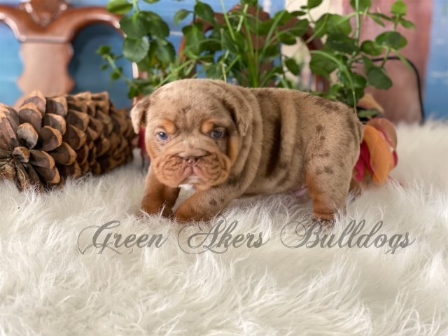English Bulldog puppy for sale + 61483