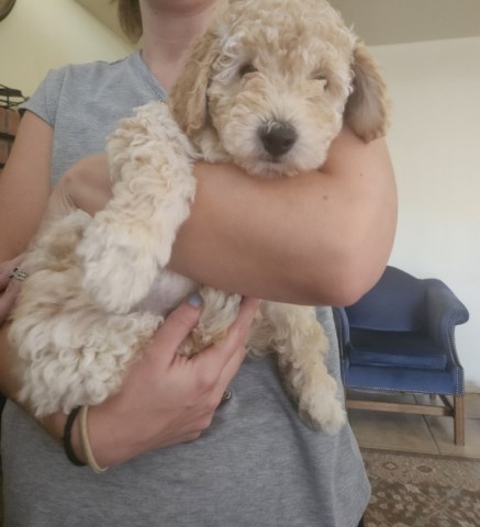 Goldendoodle puppy for sale + 67219