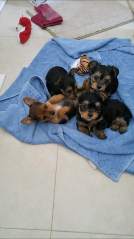 Yorkshier terrier (yorkie) puppies for sale