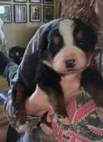 Bernese Mountain males Bernese Mountain Dog for sale/adoption