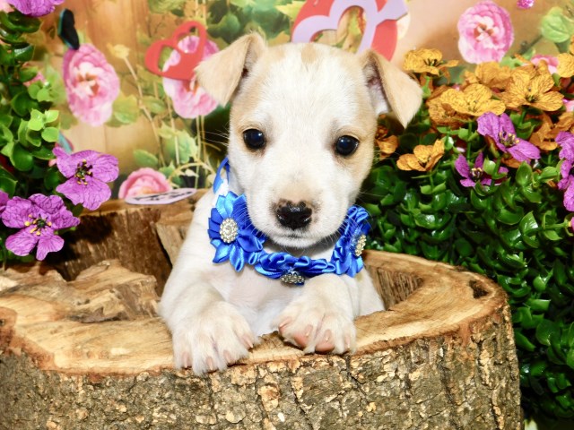 Chicago Jack Russell X Type. SUPER CUTE!!!
