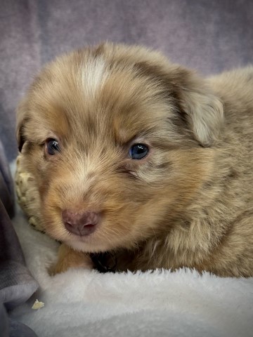 Australian Shepherd Dog puppy for sale + 66174