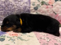 AKC Rottweiler Puppies – Champion Bloodline Rottweiler for sale/adoption