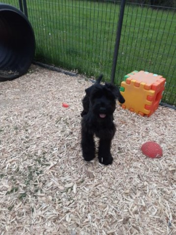 Giant Schnauzer puppy for sale + 61248