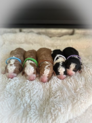 Bernese Mountain Dog puppy for sale + 66865