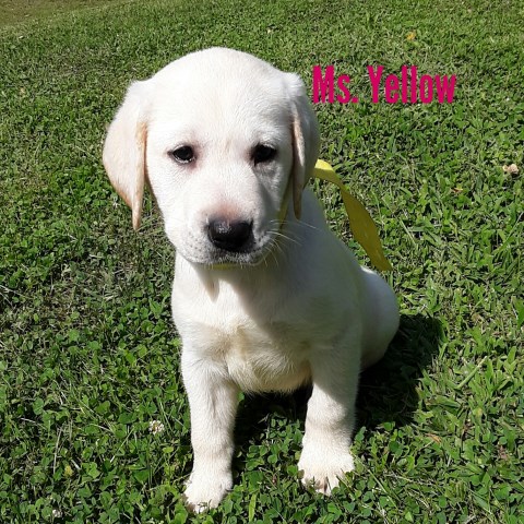 Labrador Retriever puppy for sale + 47108