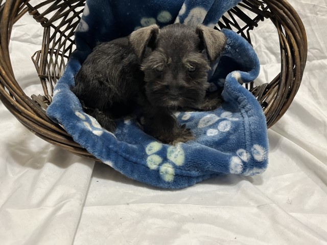 Miniature Schnauzer puppy for sale + 65052