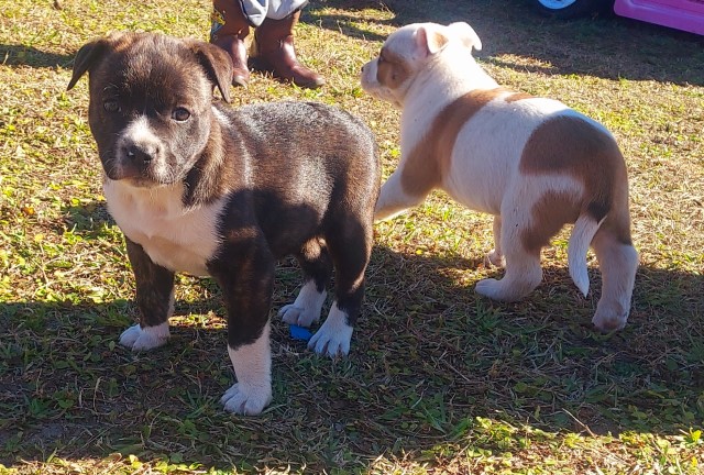 American Pit Bull Terrier puppy for sale + 66354