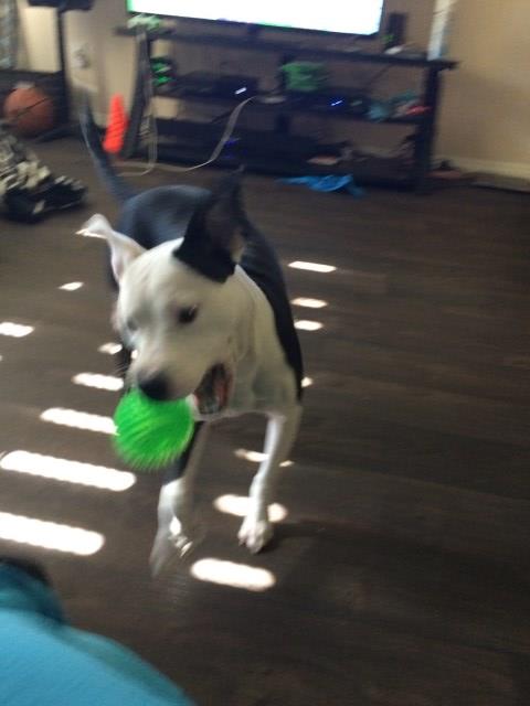 Need a good home for a good dog...1 yr old female Pit Bull