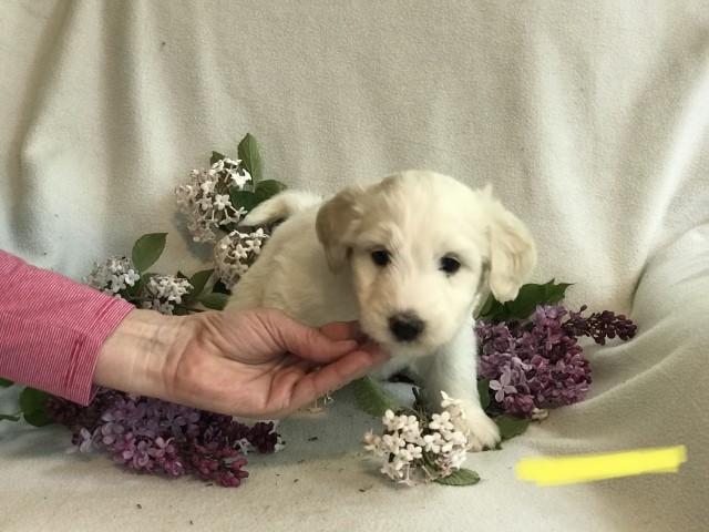 Great Pyrenees puppy for sale + 61766