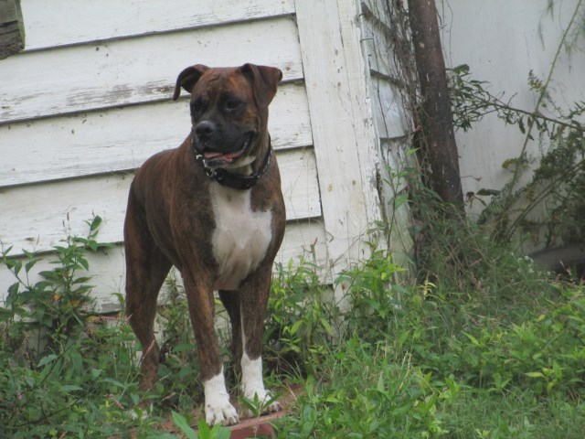 Boxer puppy for sale + 54154