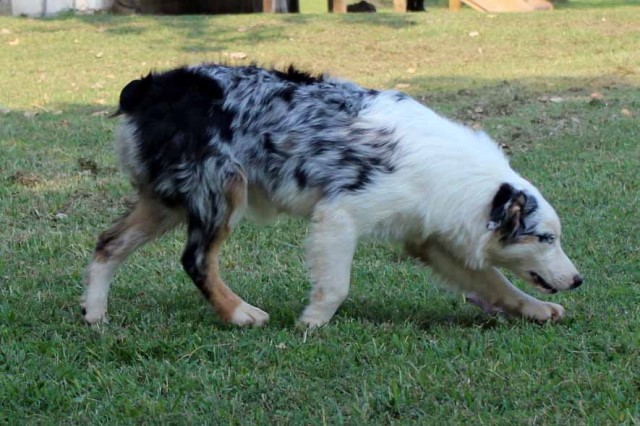 Australian Shepherd Dog puppy for sale + 62252