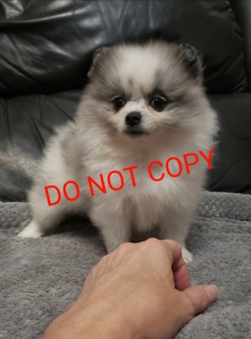 Pomeranian puppy for sale + 66076