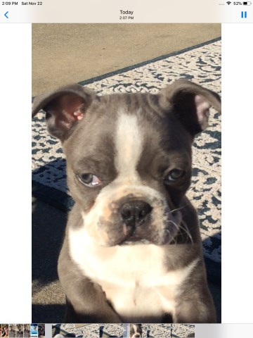 Boston Terrier puppy for sale + 66942