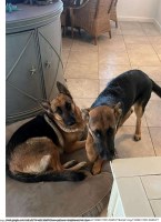 AKC registered champion bloodline both black and tan German Shepard puppies German Shepherd Dog for sale/adoption