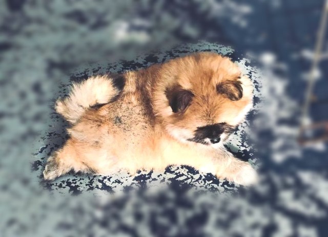 Pomeranian puppy for sale + 62452