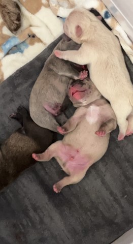 French Bulldog Puppies for sale