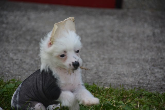 Chinese Crested blue Eyed Female AKC