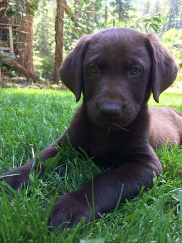 AKC Chocolate Labrador Puppies